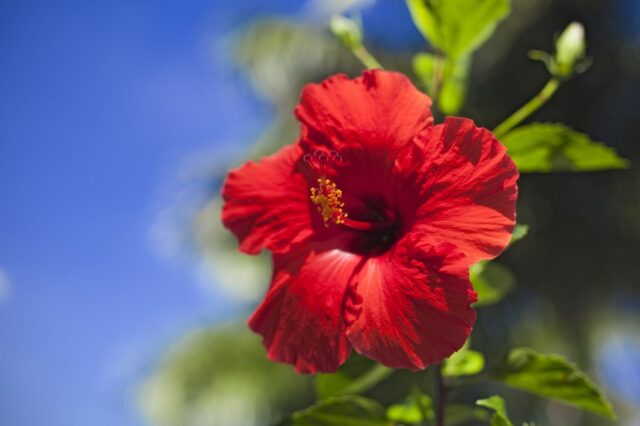 Maui Vacation Rentals and Auwahi Land Trust Hikes: A Great Spring Combo