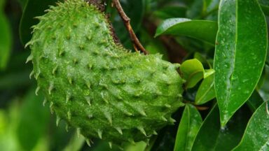 Discover Hawaii’s Exotic Fruits