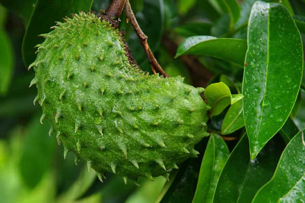 Discover Hawaii’s Exotic Fruits