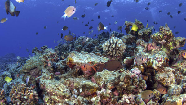 3 Fish To Look For During Your Next Dive In Maui