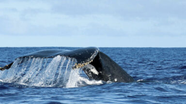 It's Time For Whale Watching On Maui!